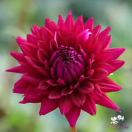 Ambition Dahlia Tuber