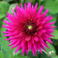 Ambition Dahlia Tuber