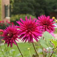 Ambition Dahlia Tuber