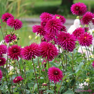 Ambition Dahlia Tuber