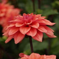 American Dawn Dahlia Tuber