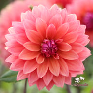 American Dawn Dahlia Tuber
