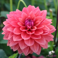 American Dawn Dahlia Tuber