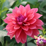 American Dawn Dahlia Tuber