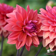 American Dawn Dahlia Tuber