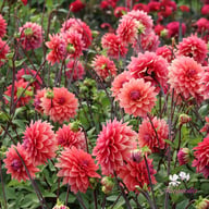 American Dawn Dahlia Tuber