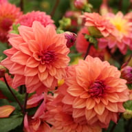 American Dawn Dahlia Tuber