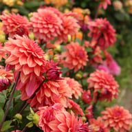 American Dawn Dahlia Tuber