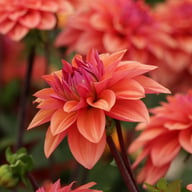American Dawn Dahlia Tuber
