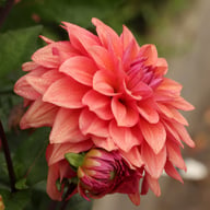 American Dawn Dahlia Tuber