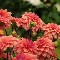 American Dawn Dahlia Tuber