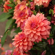 American Dawn Dahlia Tuber