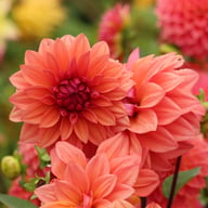 American Dawn Dahlia Tuber