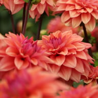 American Dawn Dahlia Tuber