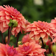 American Dawn Dahlia Tuber