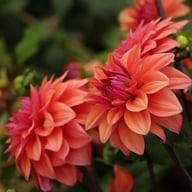 American Dawn Dahlia Tuber