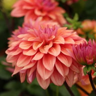 American Dawn Dahlia Tuber