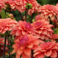 American Dawn Dahlia Tuber