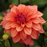 American Dawn Dahlia Tuber