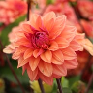 American Dawn Dahlia Tuber