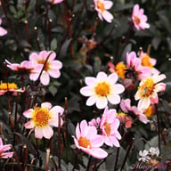 American Pie Dahlia Tuber