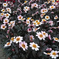 American Pie Dahlia Tuber