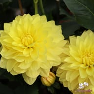 American Sun Dahlia Knöl