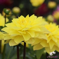 American Sun Dahlia Knöl