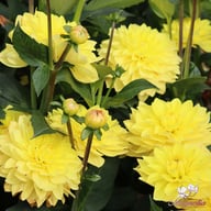 American Sun Dahlia Knöl