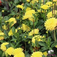 American Sun Dahlia Knöl
