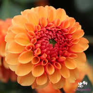 American Sunset Dahlia Knöl