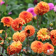 American Sunset Dahlia Knöl