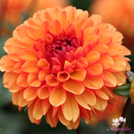 American Sunset Dahlia Knöl