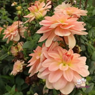 Ankara (stickling) Dahlia Stickling