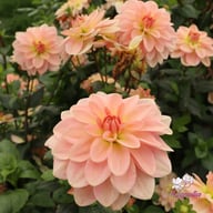 Ankara (stickling) Dahlia Stickling