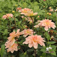 Ankara (stickling) Dahlia Stickling