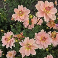 Ankara (stickling) Dahlia Stickling