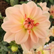 Ankara (stickling) Dahlia Stickling