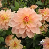 Ankara (stickling) Dahlia Stickling