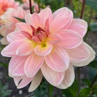 Ankara (stickling) Dahlia Stickling