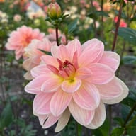 Ankara (stickling) Dahlia Stickling