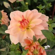 Ankara (stickling) Dahlia Stickling