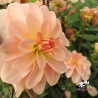 Ankara (stickling) Dahlia Stickling