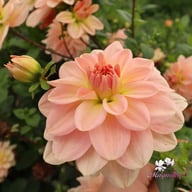 Ankara (stickling) Dahlia Stickling