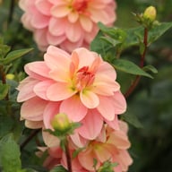 Ankara (cutting) Dahlia Cutting