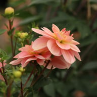 Ankara (cutting) Dahlia Cutting