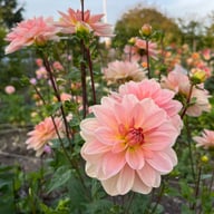 Ankara (stickling) Dahlia Stickling