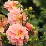 Ankara (cutting) Dahlia Cutting
