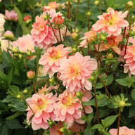 Ankara (cutting) Dahlia Cutting