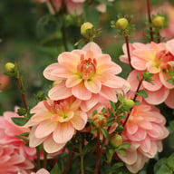 Ankara (cutting) Dahlia Cutting